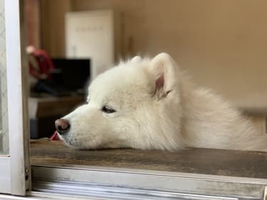 ペット用の棺は必要？心を込めて送り出すための完全ガイド｜素材選び・サイズ測定・手作り方法から安置・副葬品まで徹底解説