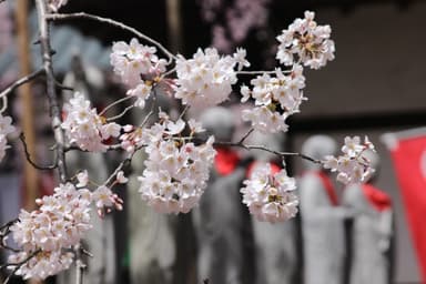 春のお彼岸はいつ？2026年の日程とお墓参りの正しいマナーとは