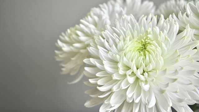 成道会（じょうどうえ）とは？12月8日の意味・由来・お寺で行われる行事をわかりやすく解説