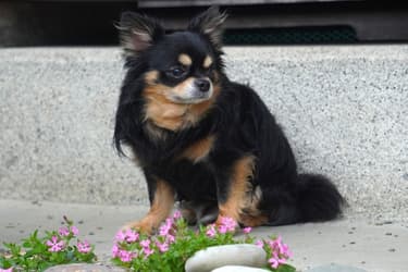 ペットのお墓を自宅の庭に作るには？法律・作り方・後悔しない供養のかたちまで解説