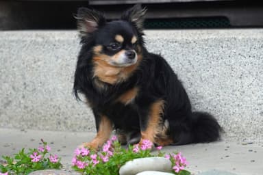 ペットのお墓を自宅の庭に作るには？法律・作り方・後悔しない供養のかたちまで解説