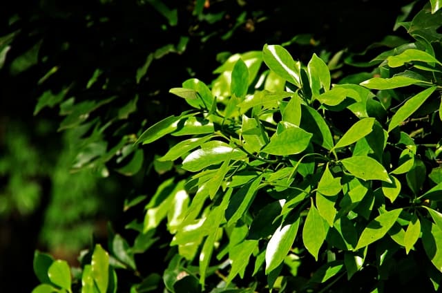 お墓に供える木の意味とは？樒・榊・松・竹・杉の役割と選び方ガイド