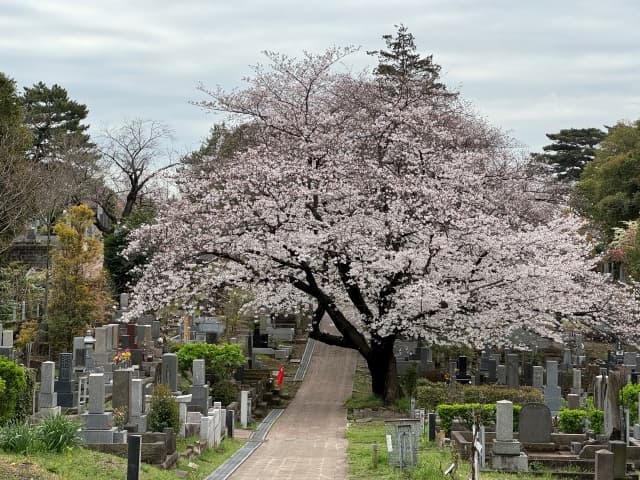 東京都内で選ぶ最適な共同墓地プラン