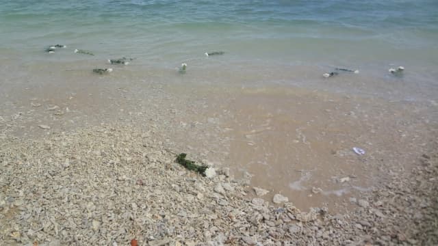 散骨代行サービスの全貌を解説