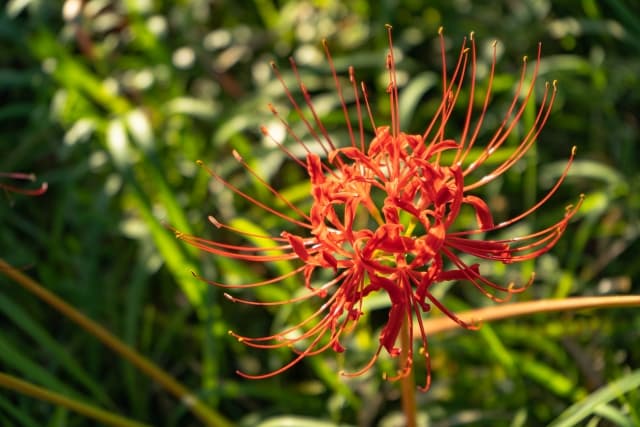 【2025年】今年の春・秋のお彼岸はいつ？意味やお供えなど徹底解説