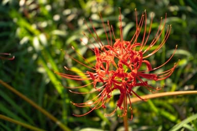 【2026年】春・秋のお彼岸はいつ？意味やお盆との違い、お供えの基本を分かりやすく解説