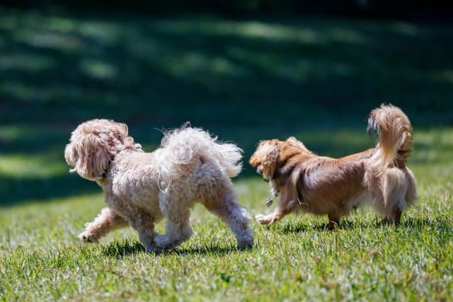 大切なペットとのお別れに―後悔しないためのペット葬儀ガイド