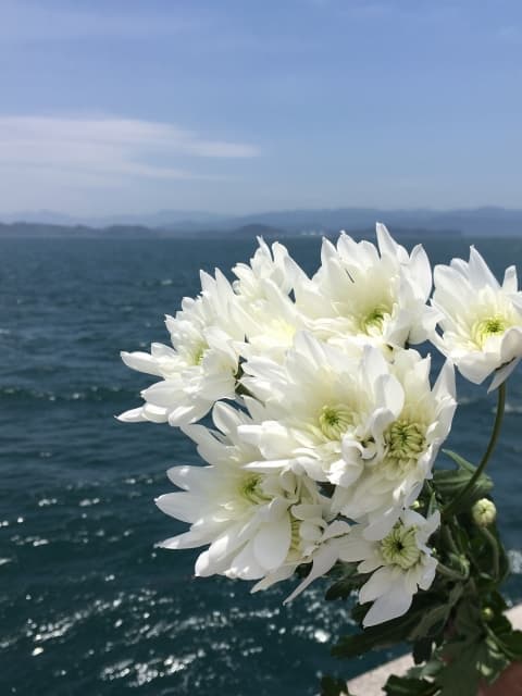 散骨を考える前に知っておきたい注意点とマナー