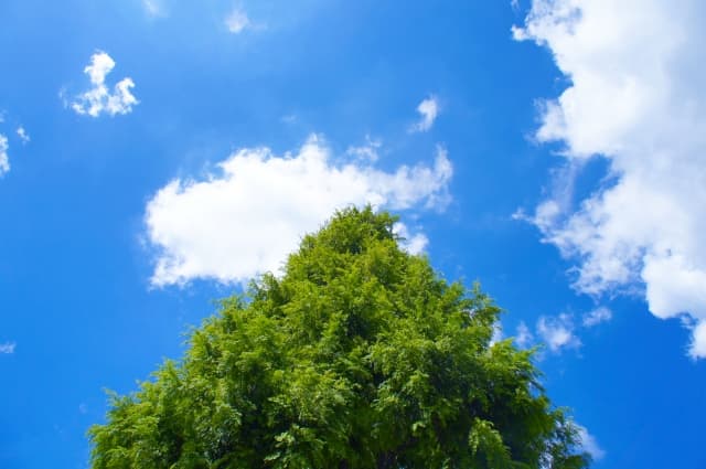 樹木葬とは？自然と共に眠る新しい供養方法