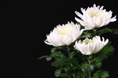 喪中の過ごし方完全ガイド：意味や年末年始の過ごし方について