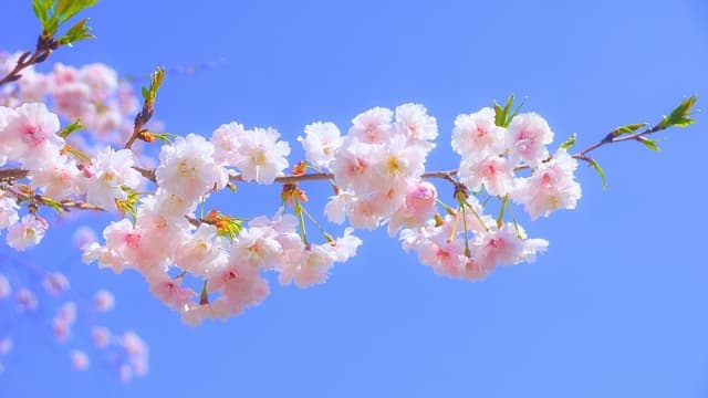 桜葬 写真.jpg