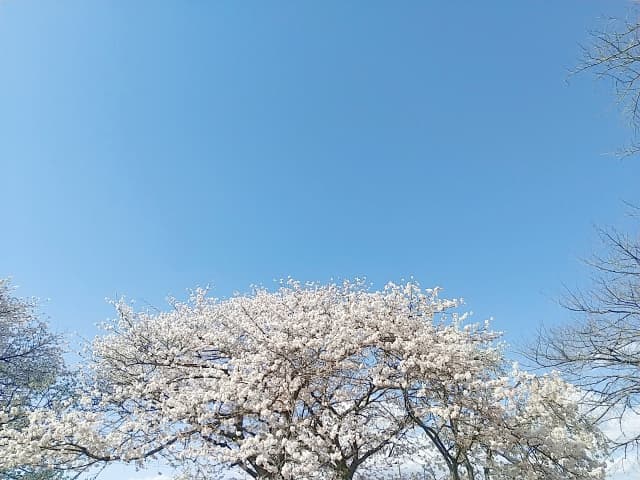 桜葬 青空.jpg