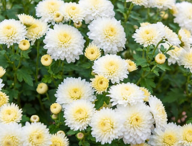 火葬とは?費用や流れ、マナーを徹底解説