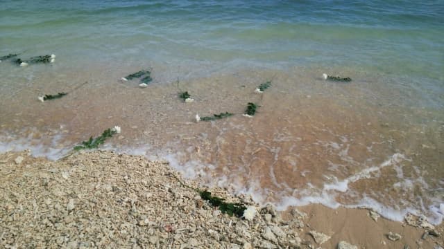 散骨の費用はどれくらい?選び方のポイント